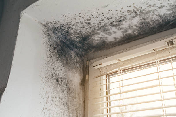 Affordable Mold Remediation solutions in Dolphin, VA
