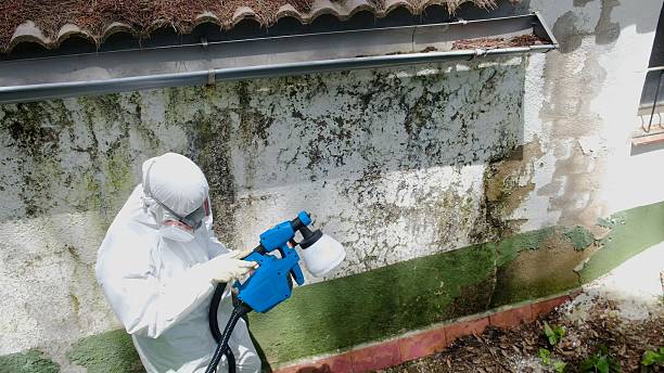 Top rated local Mold Remediation specialists in Dolphin, VA